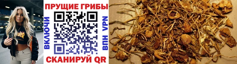 Галлюциногенные грибы GOLDEN TEACHER  Купить  Киренск 